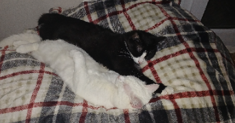 célia pet sitter à CAUDEBEC LES ELBEUF 76320_0