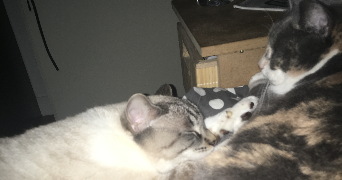 silvia pet sitter à ST REMY LES CHEVREUSE 78470_3