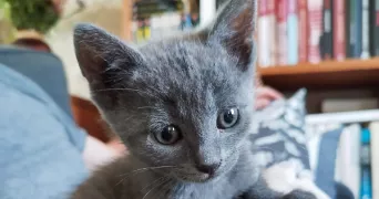 marion pet sitter à TOURS 37000