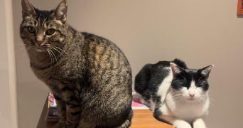 perrine pet sitter à BOULOGNE BILLANCOURT 92100_1