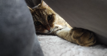 guillard pet sitter à ST NAZAIRE 44600_8