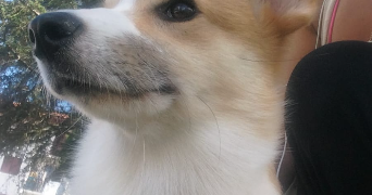 angelica pet sitter à CIBOURE 64500_9