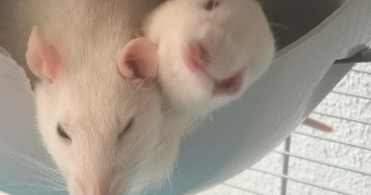 clémence pet sitter à LA MENITRE 49250_3