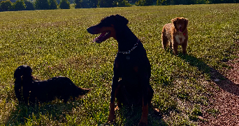 juliette pet sitter à OBERNAI 67210_3