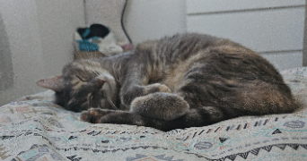 wendy pet sitter à GRAULHET 81300_3