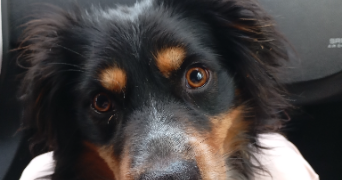 sandrine pet sitter à BESANCON 25000_3