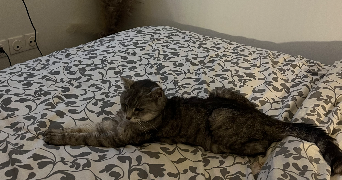 nellyna pet sitter à SERQUIGNY 27470_2