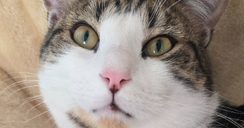 julie pet sitter à PONTFAVERGER MORONVILLIERS 51490_1