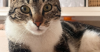 victoire pet sitter à ST GEORGES D ORQUES 34680_1