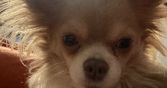 sandrine pet sitter à CAGNES SUR MER 06800_1