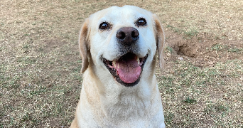 eugenie pet sitter à Tignieu-Jameyzieu 38230_2