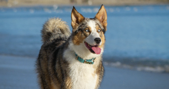 lou-ann pet sitter à PLOMELIN 29700_1