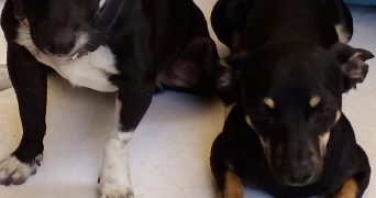 christlene pet sitter à RENNES 35700_2