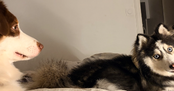 anaïs dog sitter à MORMANT 77720_3