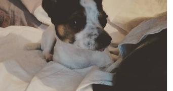 aurélien pet sitter à CAGNES SUR MER 06800_0