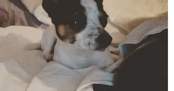 aurélien pet sitter à CAGNES SUR MER 06800