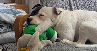 séverine pet sitter à TOULOUSE 31000_4