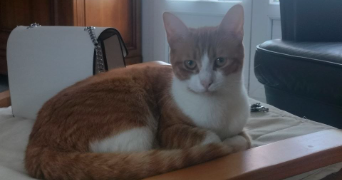manon pet sitter à VILLARIES 31380_2
