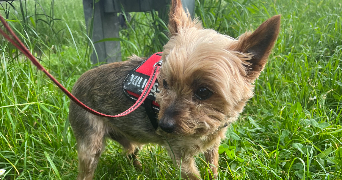 lena pet sitter à AMIENS 80000_3