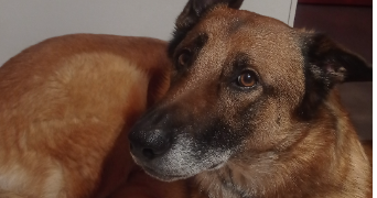 elisa pet sitter à NANCY 54000_1
