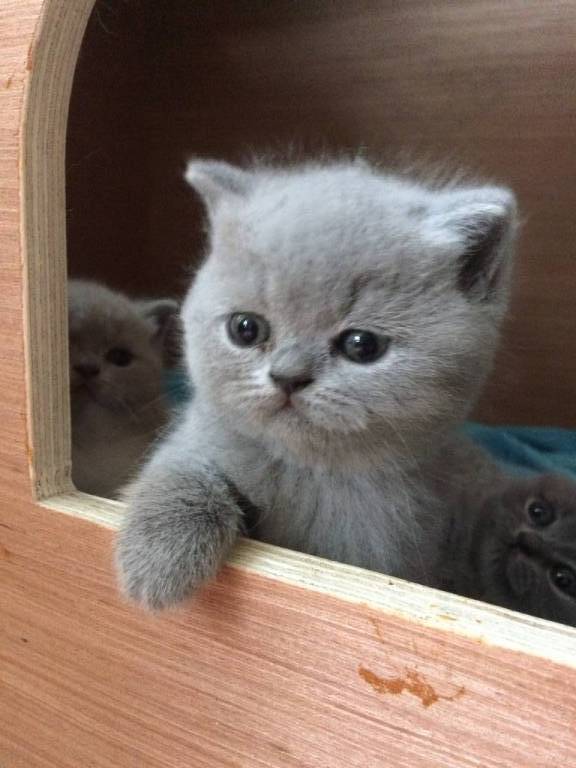 Èvann pet sitter à Paris 75006_1