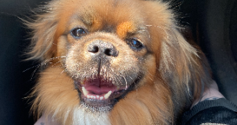 juliette pet sitter à PAU 64000_3