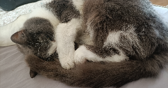lilly pet sitter à PANTIN 93500_2