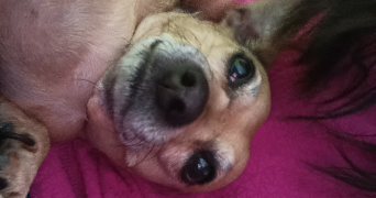 yazmin pet sitter à LES LILAS 93260_6