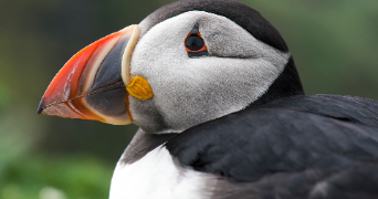 marine pet sitter à MONTPELLIER 34000_1