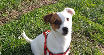 lorna pet sitter à SOULEUVRE EN BOCAGE 14350_1