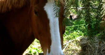 christine pet sitter à COULANGES 03470_1