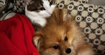 melanie pet sitter à ST CLOUD 92210_1