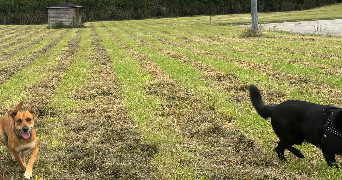 charlyne pet sitter à MONTVILLE 76710_1