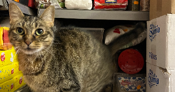 keziah pet sitter à PARIS 18 75018_2