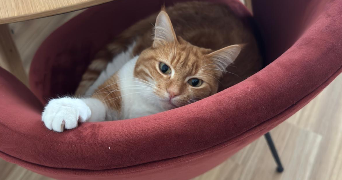 gwladys pet sitter à PONTAULT COMBAULT 77340_3