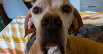 mathilde pet sitter à MARSEILLE 10 13010_5