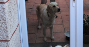 téa pet sitter à ORCET 63670_2