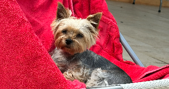 corinne pet sitter à VITRY SUR SEINE 94400_2