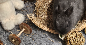 wafaa pet sitter à PARIS 16 75016_7