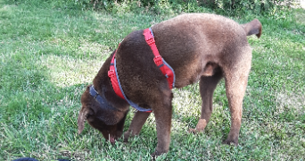 lou pet sitter à RENNES 35000_7