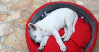 alain pet sitter à PIETROSELLA 20166_4