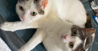 léna pet sitter à ROISSY EN BRIE 77680_3
