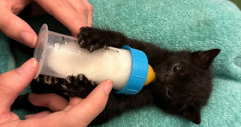 julie pet sitter à LYON 03 69003_2