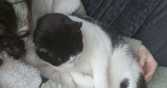 ludivine pet sitter à Noyal chatillon sur seiche 35230_5