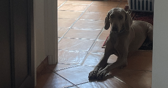 clarisse pet sitter à MARSEILLE 02 13002_5