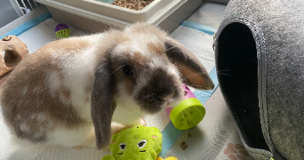 liz pet sitter à PLOUASNE 22830_3