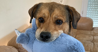 pia pet sitter à MONTREUIL 93100_3