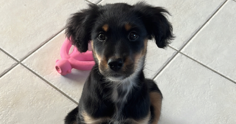 lilou pet sitter à Bordeaux 33000_10