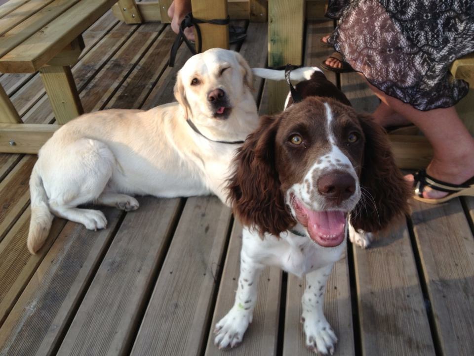 Jenna pet sitter à Avy 17800_1