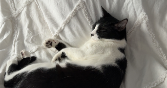 crapart pet sitter à CRETEIL 94000_2